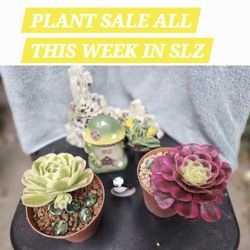 SUCCULENTS AND ANEONIUMS  SALE THIS WEEK. SAN LORENZO