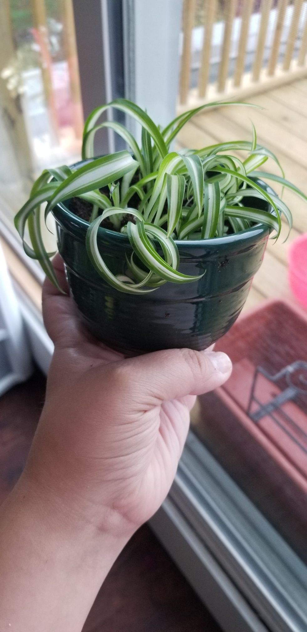 Curly Spider Plant Babies