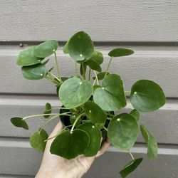 4” Pilea Money Plant 