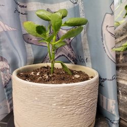 Kalanchoe, Orange Flowers