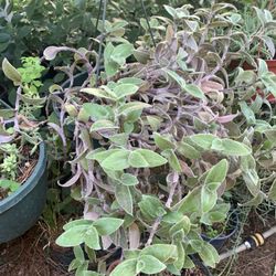 White Velvet Plant 2 Gal