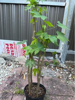4 Chaya spinach tree-grow your food big