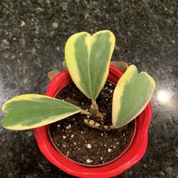Variegated Kerrii Hoya Plant 