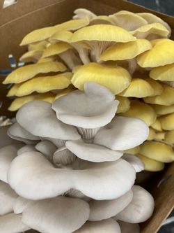 Mushroom Grow Kit — Lion’s Mane, Oysters, Pioppino