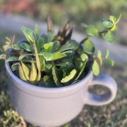 Grey Coffee Mug Succulent Plant Arrangement 