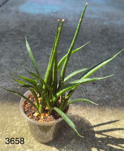 Sansevieria Fernwood ‘Mikado’ – Healthy, Multi-Stemmed Snake Plant