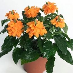 Crosandra Marmolade Plant 🪴 3gal