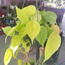 Neon Lime Heart Leaf Philodendron 