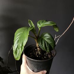 ✨ 6" Tacca Chantrieri | Bat Flower✨