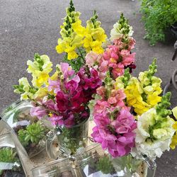 Amaranth, To ZINNIAS, Snapdragons tomatoes,FLOWERS-Planters & Gifts- Today Only!