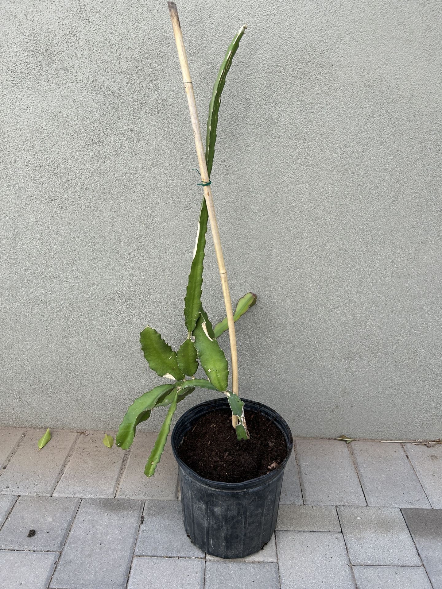 Dragon Fruit Plant