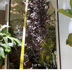 ~4ft full/lush/trailing black commet bridal Veil, now$45/was$55ea 95820 Price Firm