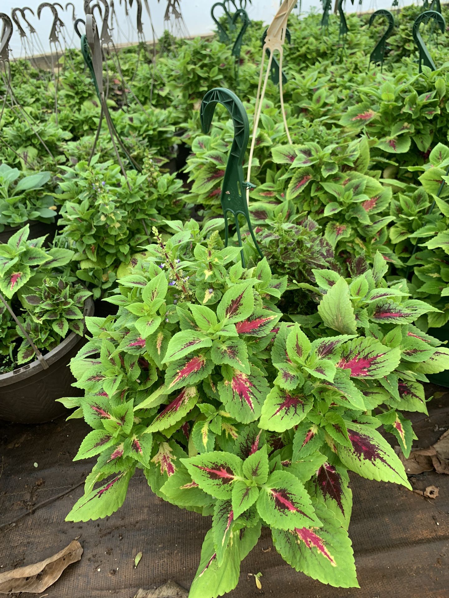 Vibrant Coleus Plant for Sale!