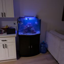 Saltwater aquarium