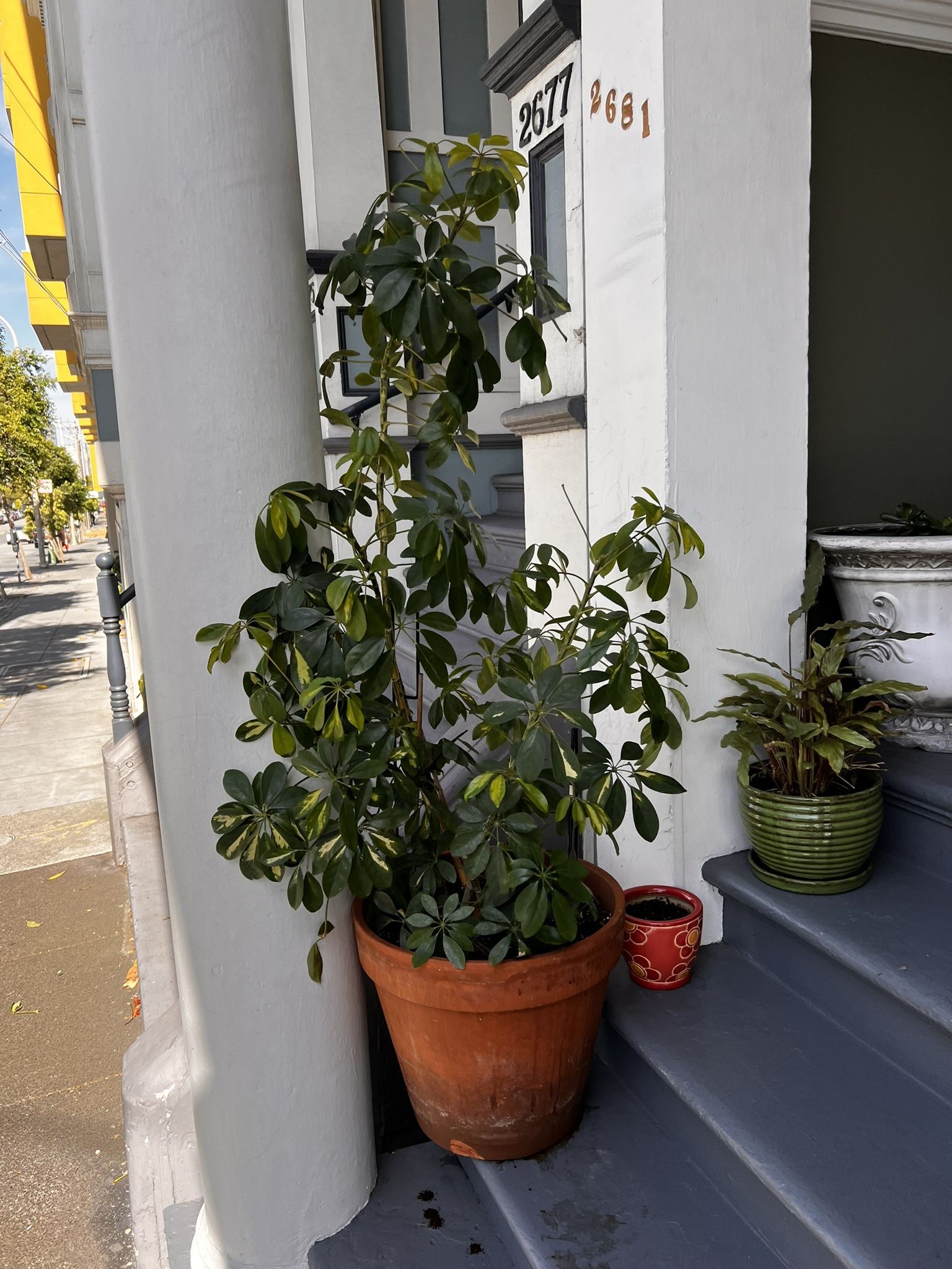 ✨ Healthy 5ft Umbrella Tree (Schefflera) – Lush & Low Maintenance! ✨