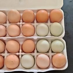 Chicken Eggs 