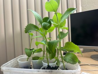Ajwain plant