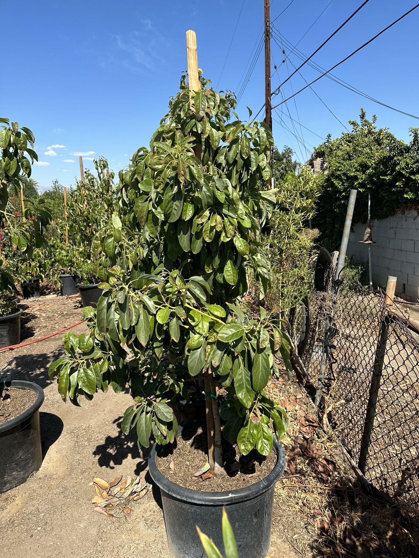Hass Avocado Tree