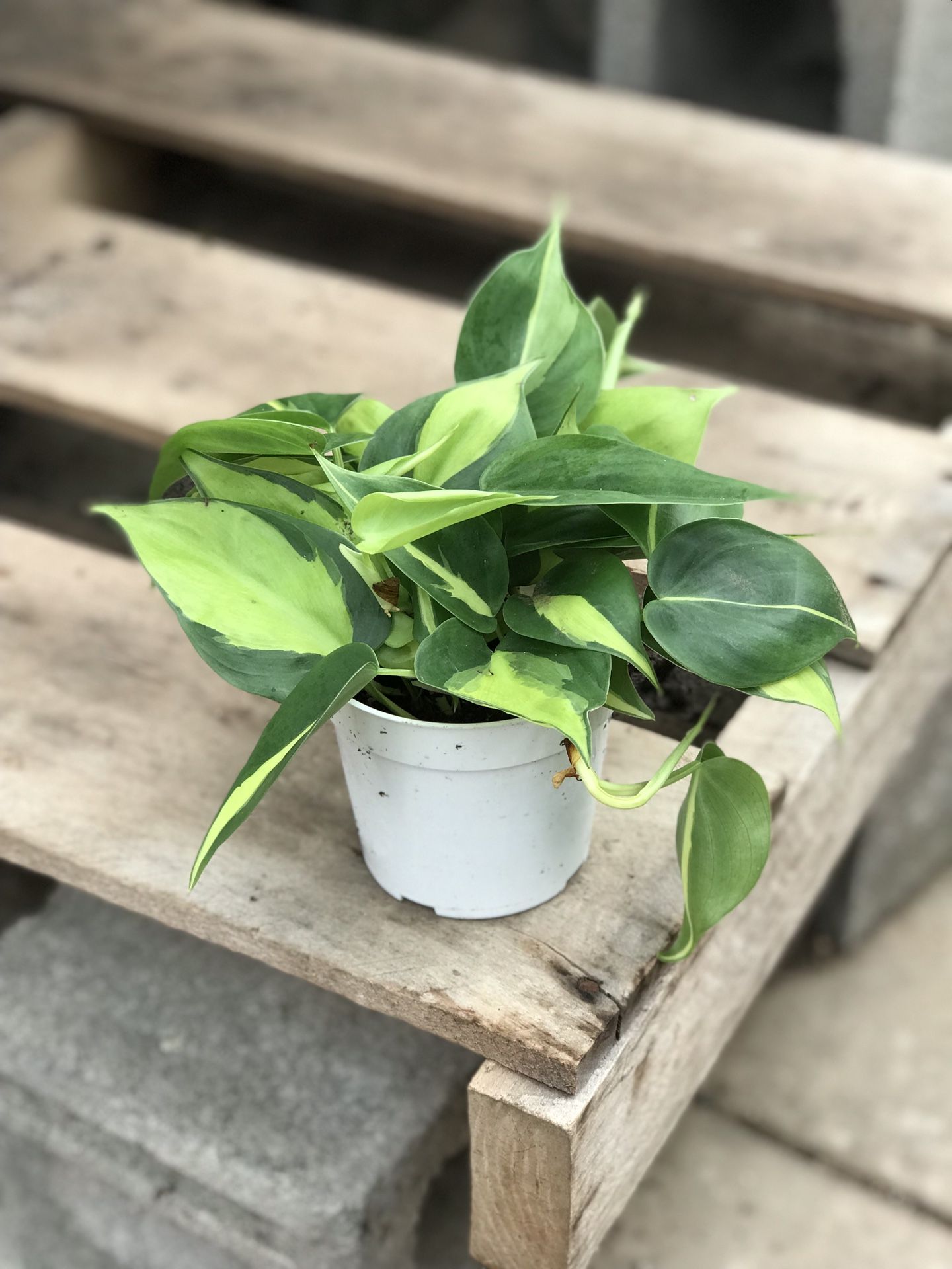 Philodendron Brasil 4” pot