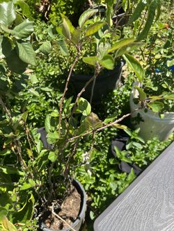Fuji apple tree 