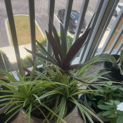 3 Plants