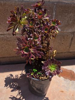 Black Rose Aeonium suculent Plant
