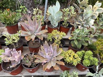 Variety Of Succulents Plants
