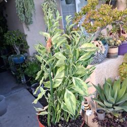 RARE  Variegated Devil's Backbone Plant $35
