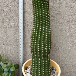 San Pedro Cactus (Echinopsis pachanoi): A 26"-35" rooted San Pedro cactus was listed at $148.95. 