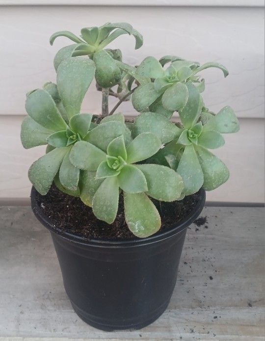 Aeonium Succulent Plant 🪴 (A)