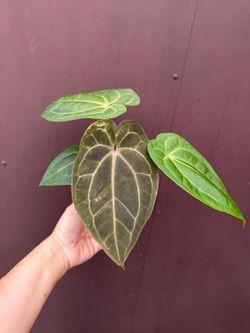 4” anthurium magnificum x dark phoenix 