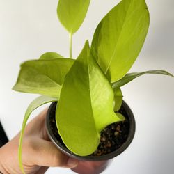 Neon Pothos
