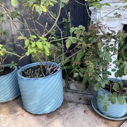 Ceramic 3 Blue Planter