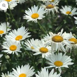 Shasta Daisy Plants