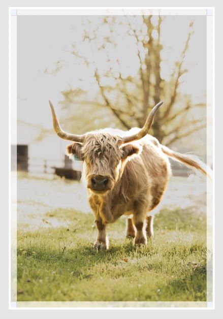 Mini Scottish Highlands Canvas Portraits