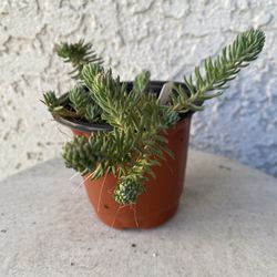 4 Inch Pot Succulent Plant - Sedum Sediforme - Turquoise Tails - Rooted & Established Plant - Drought Resistant 🪴