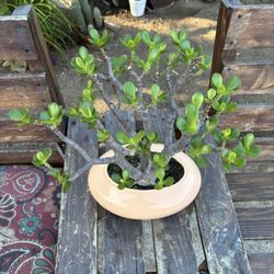 Bonsai Succulenta Crassula ovata