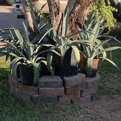 Too Many Different Plants Available Agave
