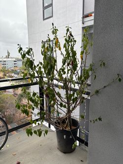 FREE Double bloom hibiscus