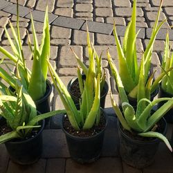 Aloe Vera Plants