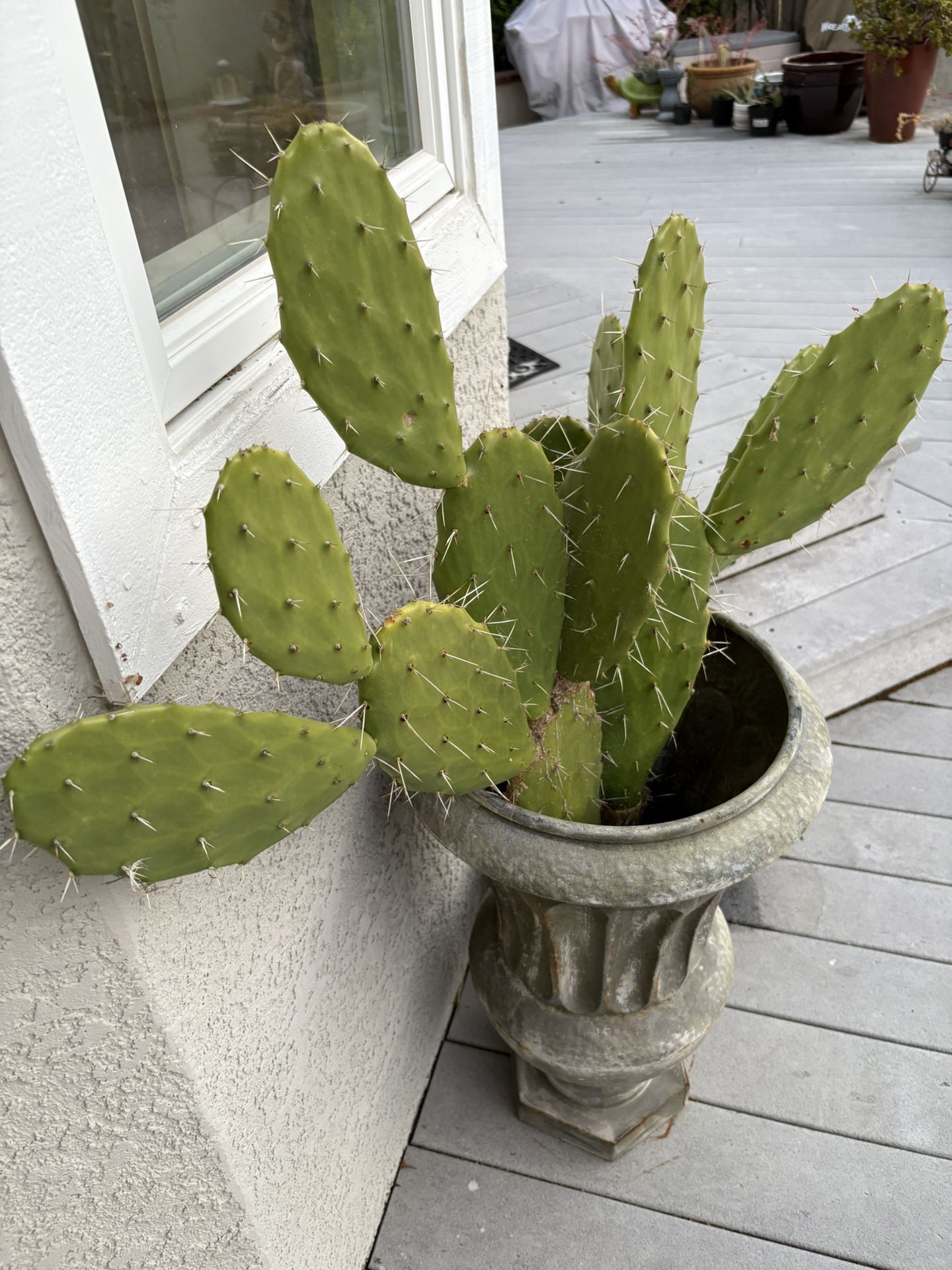 Large Potted Cactus
