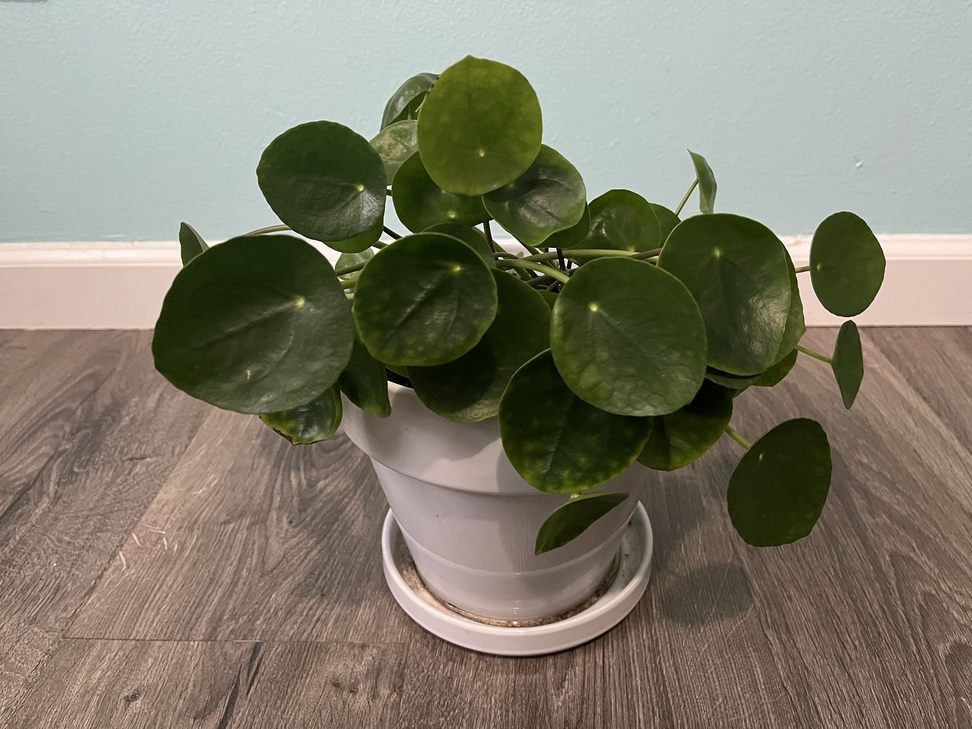 Chinese Money Plant