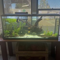 Fish Tank Setup 