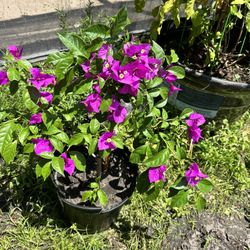 bougainvillea Flowers Tree 
