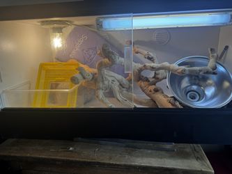 Reptile Terrarium 