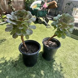 Purple Succulent Plants 🪴 