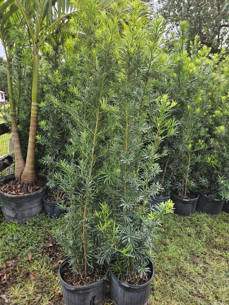 Podocarpus  Tall Full Green  Fertilized  Ready For Planting Instant Privacy Hedge  Same Day Transportation 