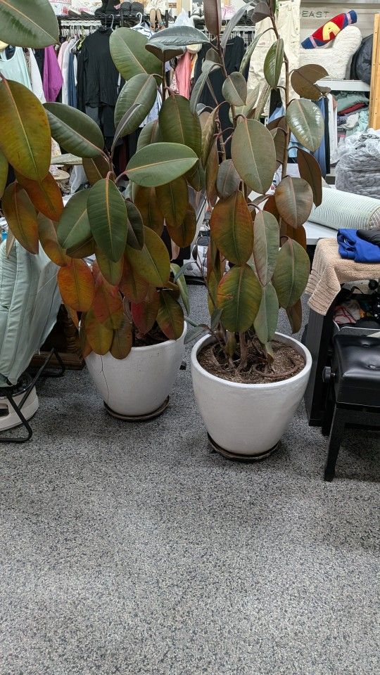 2 Rubber Fig House Plants Approximately 6 Ft Tall In Nice White Pots.