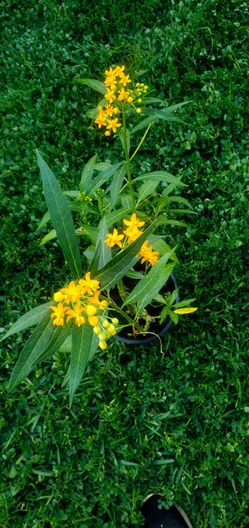 #7B  Hard to find  Yellow Milkweed 1gal
