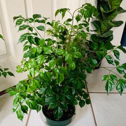 ♥️Gorgeous China Doll Plant 👉PLS READ DESCRIPTION♥️